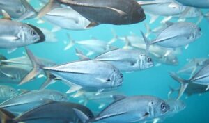 Omega-3 and Omega-6 fish image